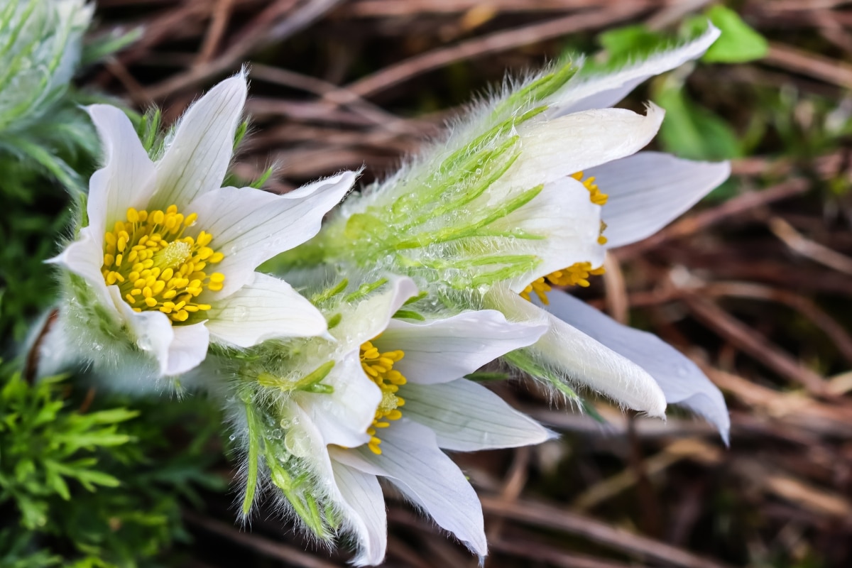 Fleurs des Alpes 6 des plus belles variétés à ajouter à votre jardin pour l'embellir !