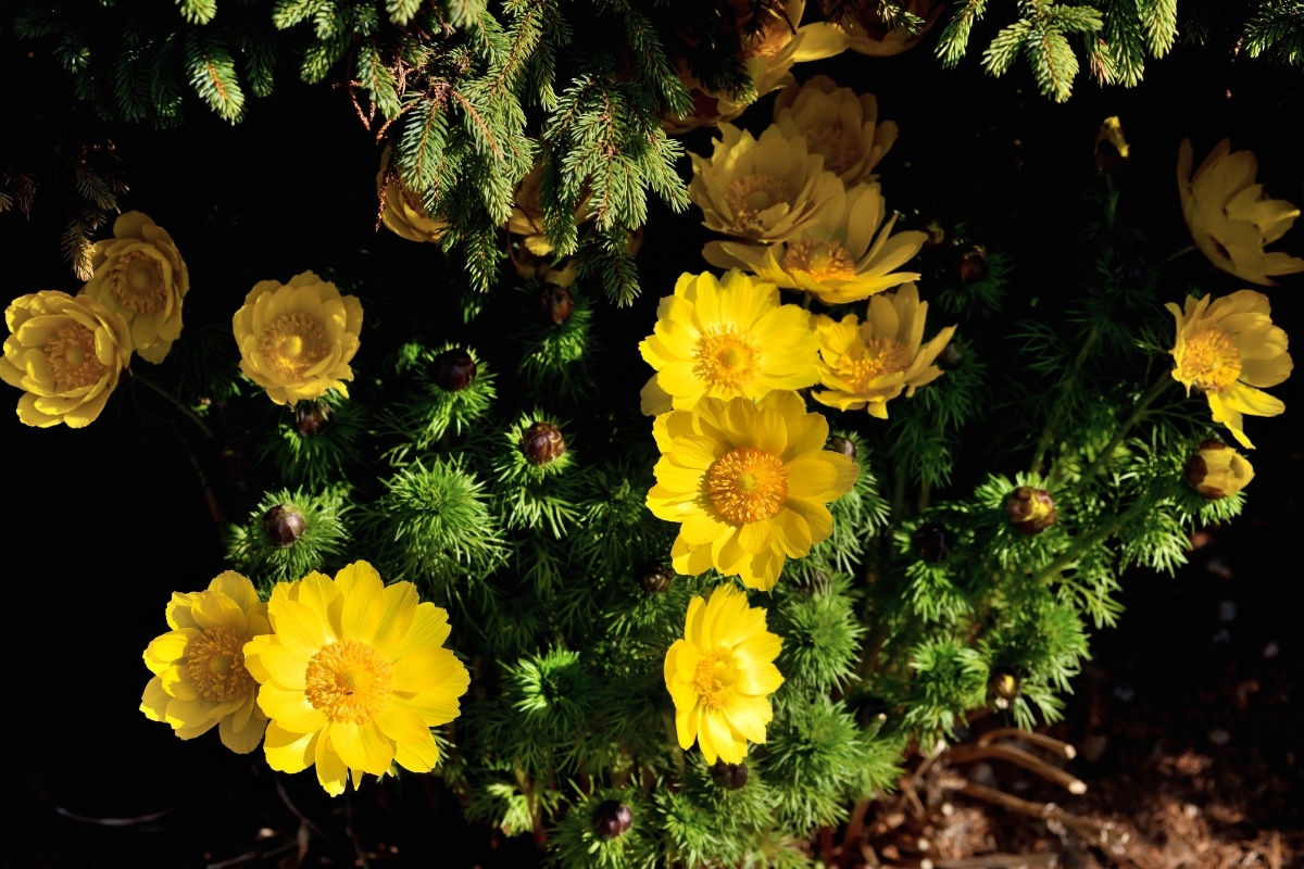 Fleurs des Pyrénées