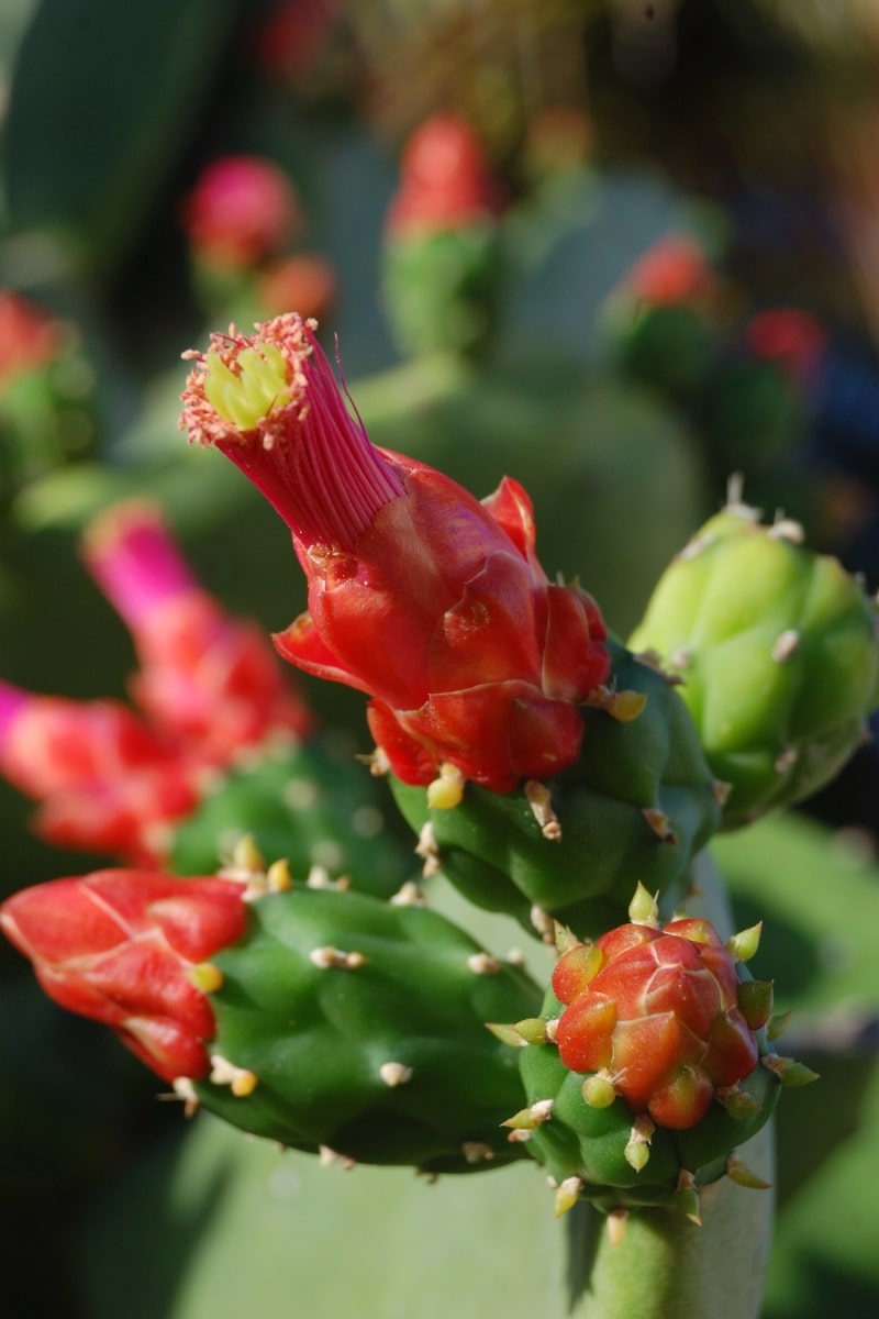 Floraison du cactus