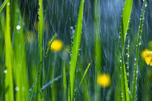 À épingler : Goutte froide au jardin : Comment protéger vos cultures des perturbations météorologiques