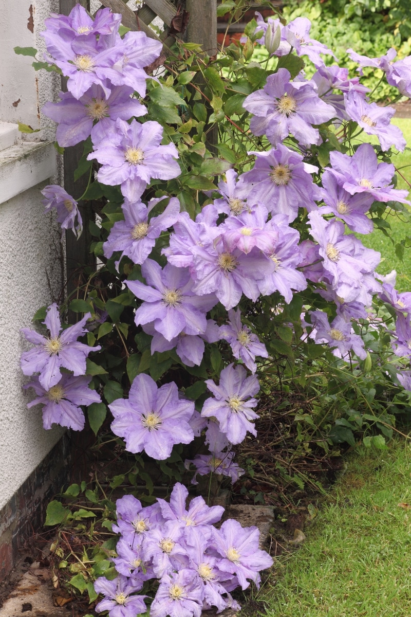 The Clematis Armandii