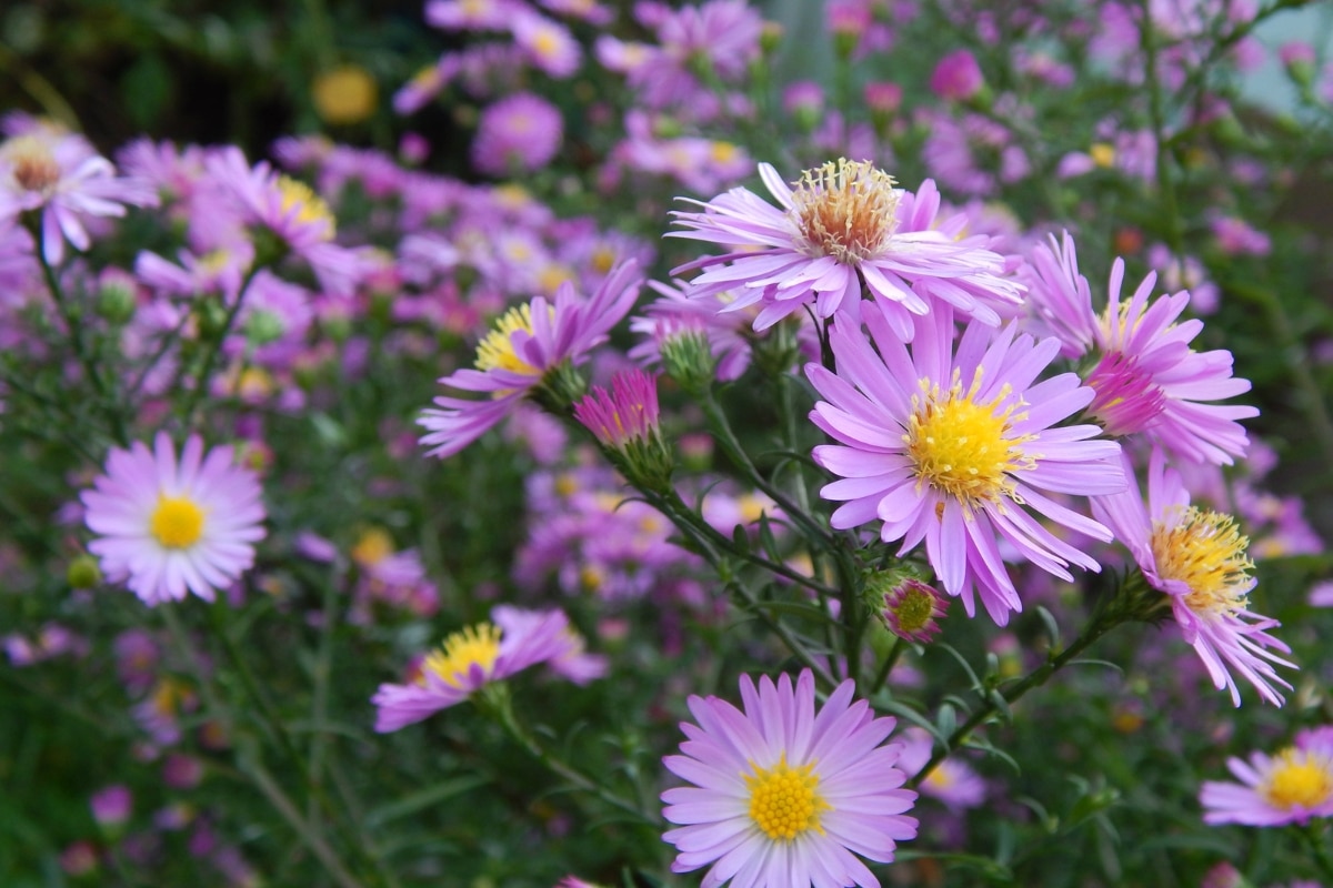 L’Aster des Pyrénées