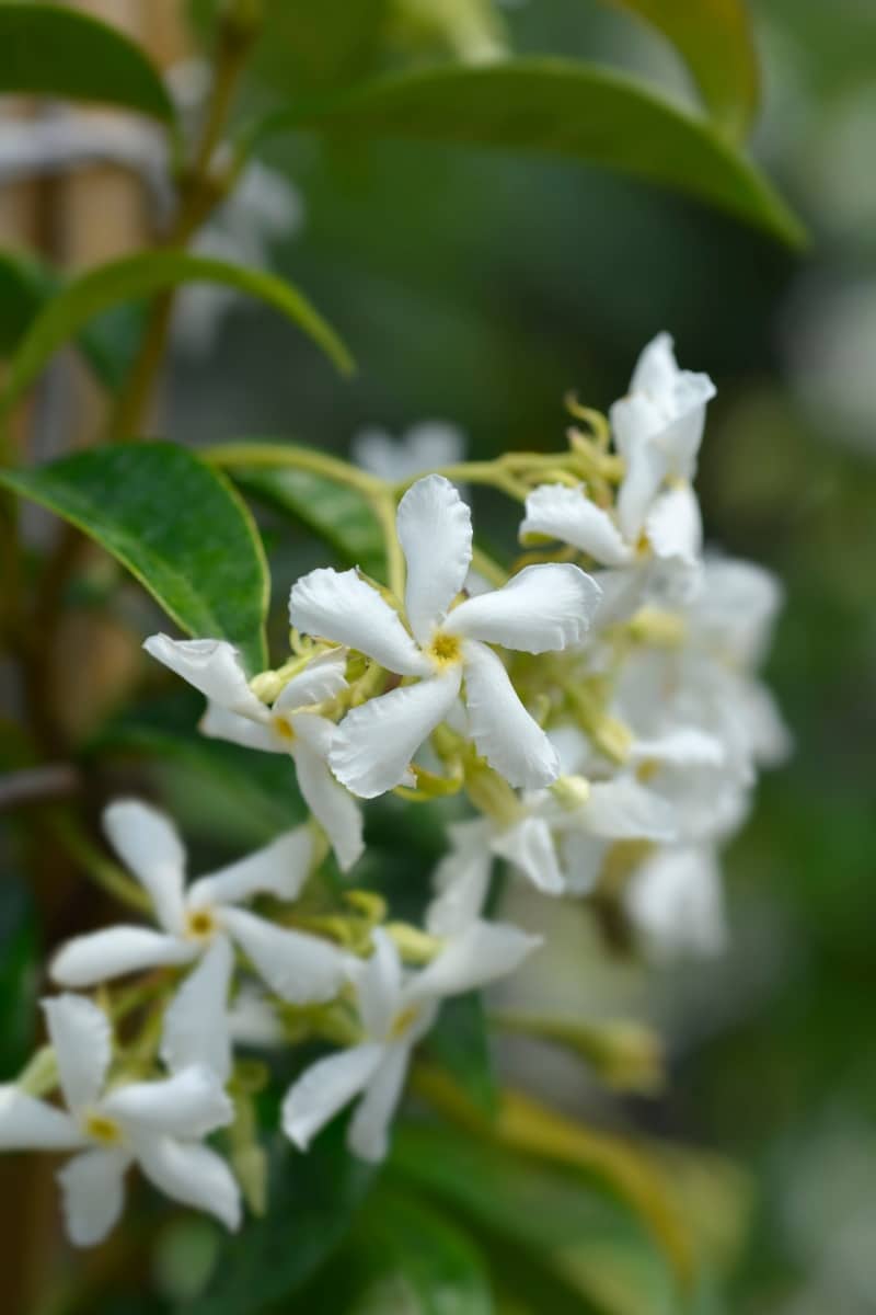 The Star Jasmine