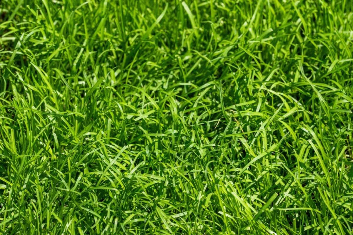 Le Kikuyu un gazon résistant à la sécheresse et facile à entretenir