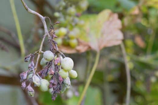 À épingler : Mildiou de la vigne : conseils pratiques pour protéger et sauver vos récoltes