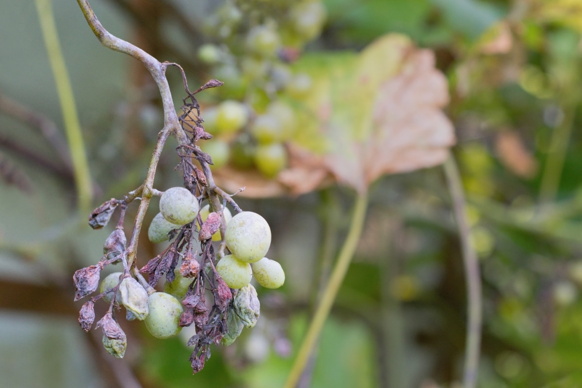 Le mildiou de vigne