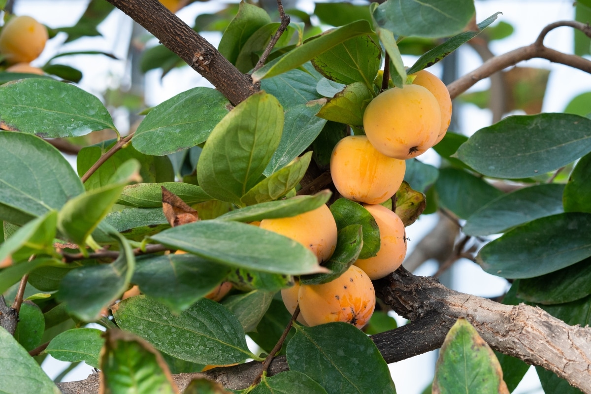 Le Plaqueminier, un arbre dioïque