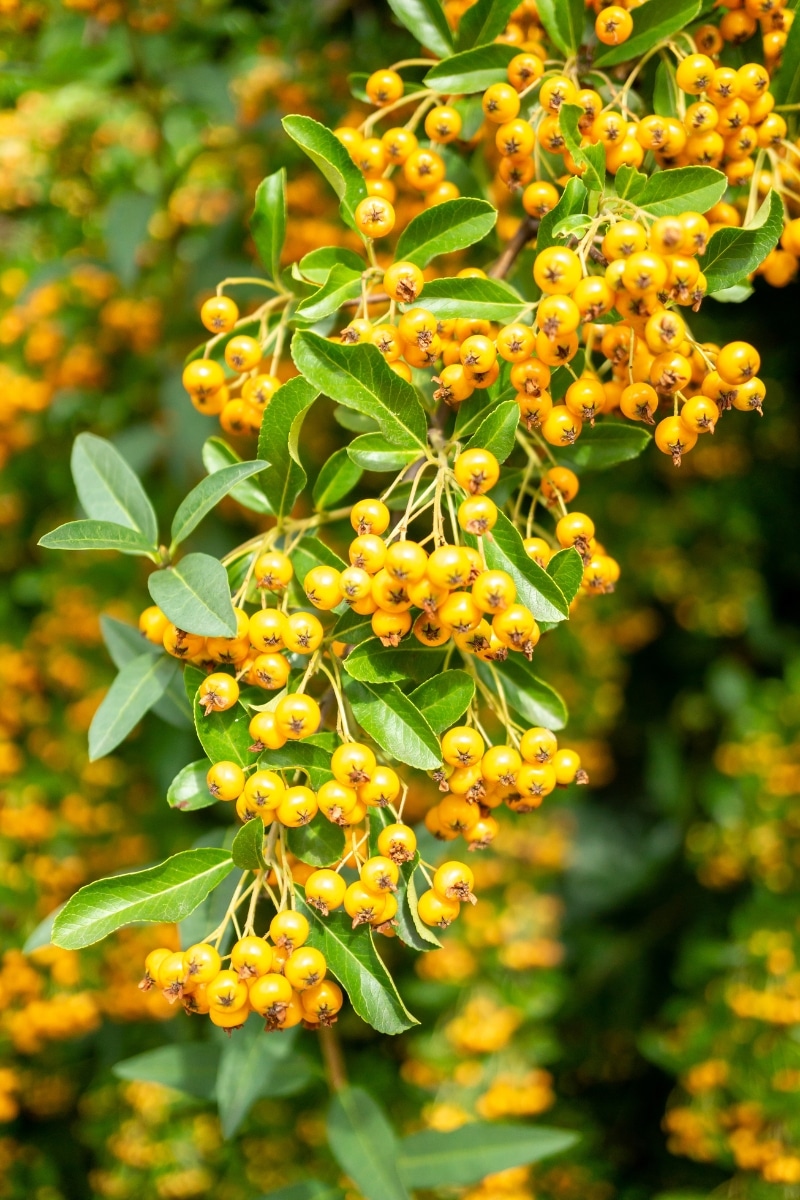 Le pyracantha