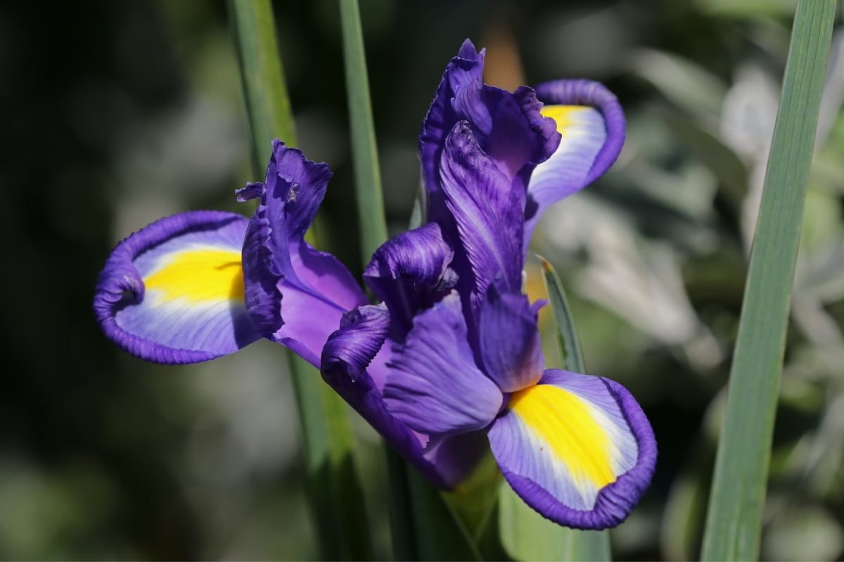 L’iris des Pyrénées
