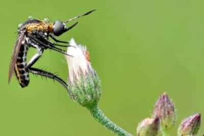 Moustique tigre ces gestes et plantes répulsives à adopter au jardin pour s'en protéger