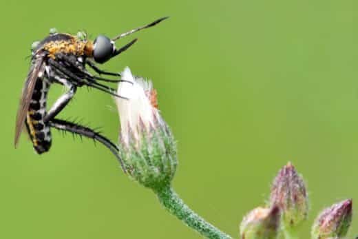À épingler : Moustique tigre : ces gestes et plantes répulsives à adopter au jardin pour s’en protéger