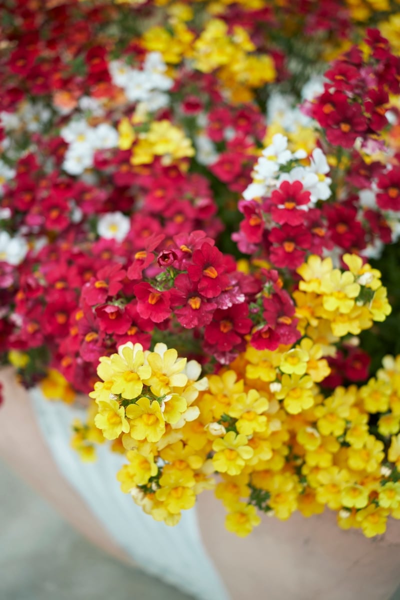 Nemesia strumosa