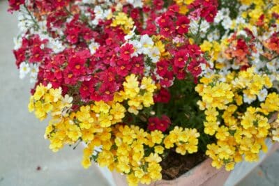 Némésias des fleurs aux couleurs vibrantes et parfumées pour embellir votre jardin !