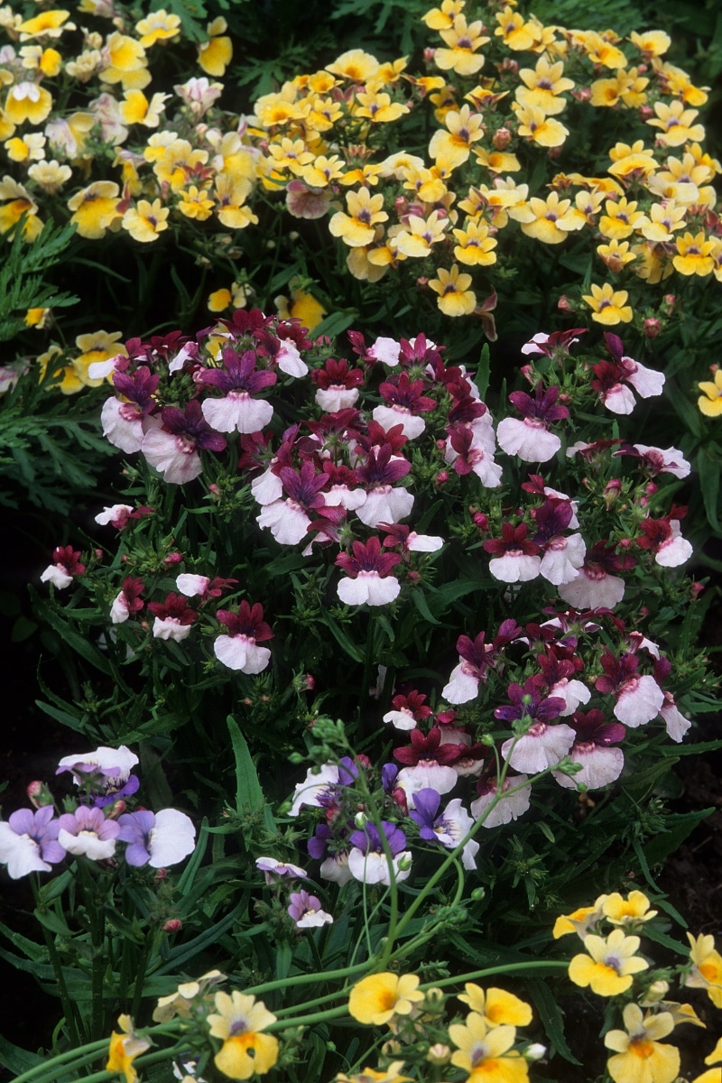 Nemesias