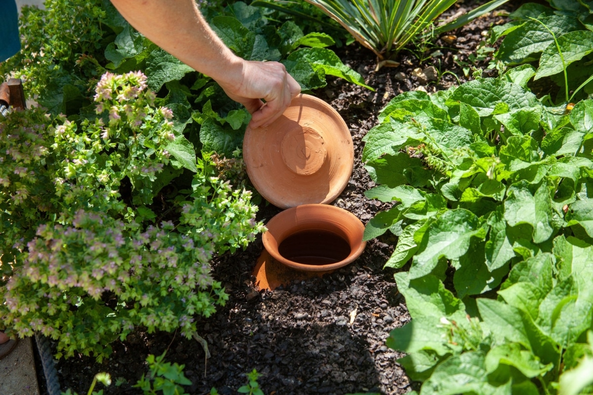 Oyas au jardin