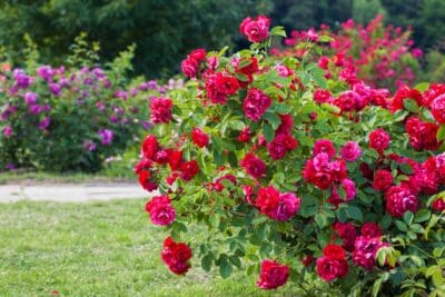 5 plantes à associer à vos rosiers pour les protéger des parasites