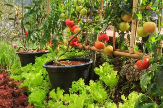 À épingler : Tomates au potager : quelle est la distance idéale entre les plants ?