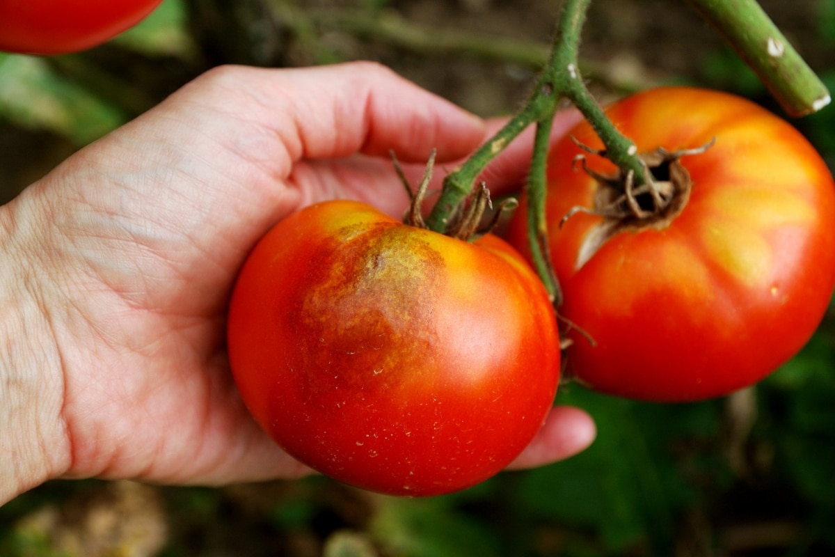 Protéger les tomates du mildiou