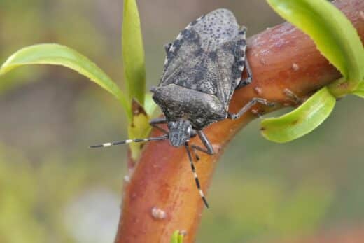 À épingler : Dites adieu aux punaises de jardin ! Méthodes naturelles pour protéger votre jardin