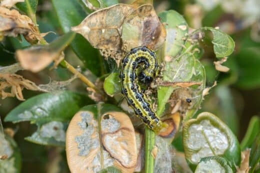 À épingler : Pyrale du buis : méthodes naturelles pour lutter efficacement contre ce nuisible