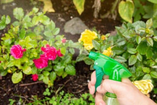À épingler : Pyrèthre : un insecticide naturel et efficace, mais non sans danger ?