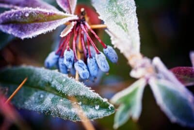 Que faire dans votre jardin après le passages des saints de glace