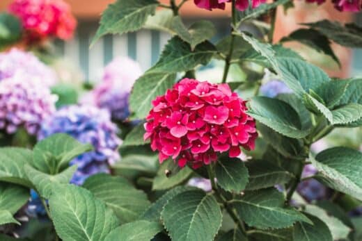 À épingler : Quel engrais choisir pour des hortensias en pleine santé et une floraison abondante ?