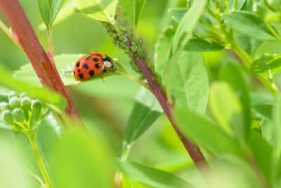 Qui sont ces insectes utiles pour votre jardin et comment les protéger ?