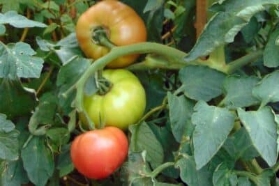 Tomates Honey Moon
