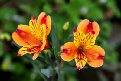 Top 10 des fleurs orange pour égayer votre jardin ce printemps