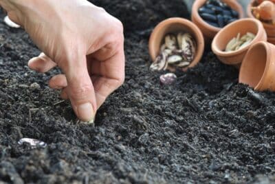 Voici 5 légumes que vous pouvez encore semer en mai au potager