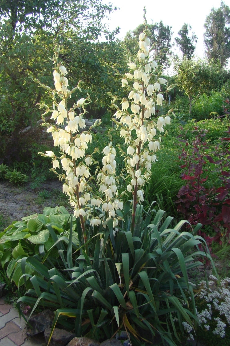 Yucca