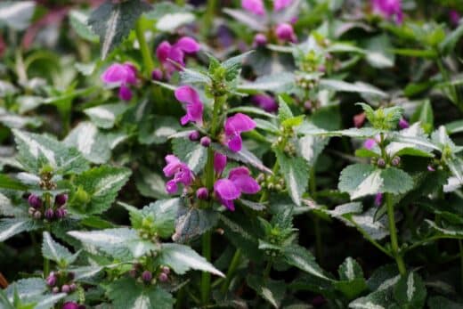 À épingler : 3 couvre-sols faciles d’entretien à planter au pied de vos arbres