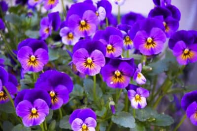 3 vivaces à floraison prolongée pour un extérieur coloré tout l'été