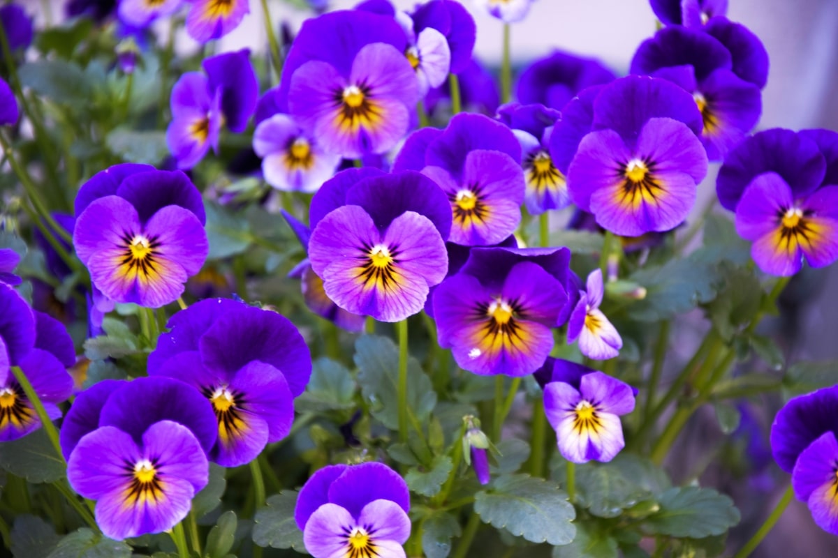 3 vivaces à floraison prolongée pour un extérieur coloré tout l'été