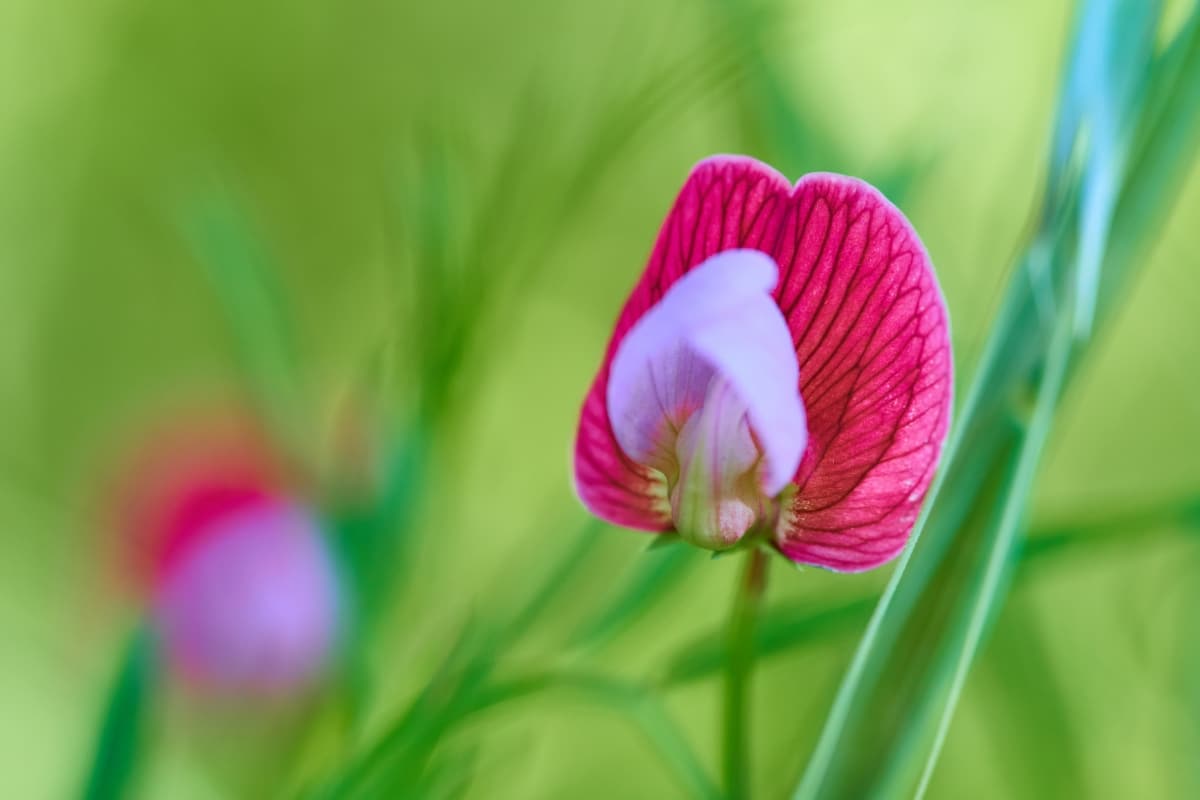 4 plantes à adopter pour améliorer naturellement la qualité de votre sol de jardin