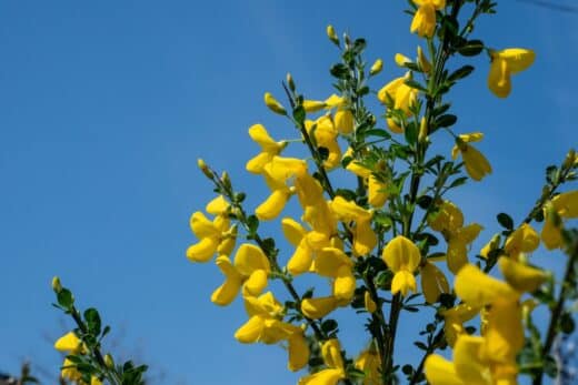 À épingler : 4 plantes résistantes à la sécheresse pour un jardin fleuri en été