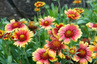 4 plantes sans arrosage en été