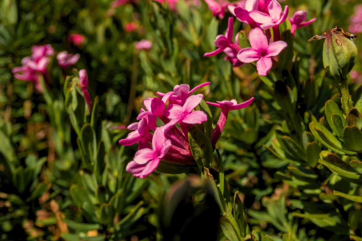 5 arbustes nains à cultiver en pot pour une touche de couleur sur votre balcon