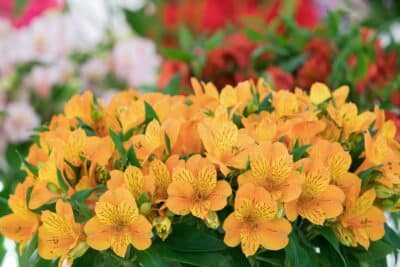5 bulbes à planter en ce moment