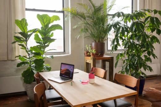 À épingler : 5 grandes plantes d’intérieur faciles à entretenir pour végétaliser votre maison