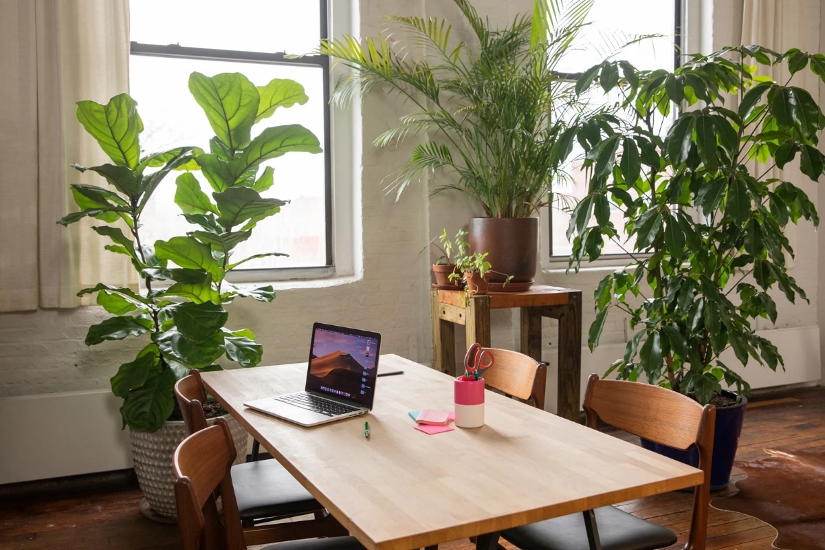 5 grandes plantes d'intérieur faciles à entretenir