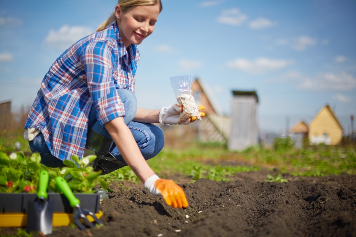 5 légumes à semer en juin au potager