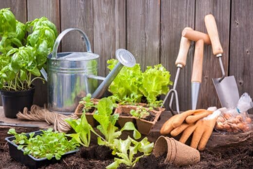 À épingler : 5 plantes à mettre en terre au potager après les pluies de juin