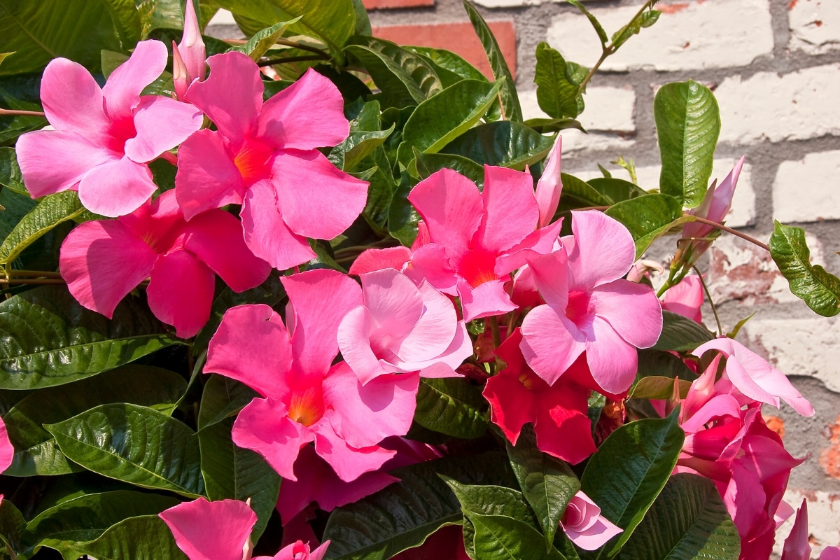 5 plantes annuelles résistantes à la canicule