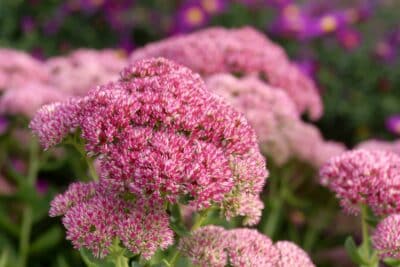 5 plantes qui poussent sans entretien et peu exigeantes en eau