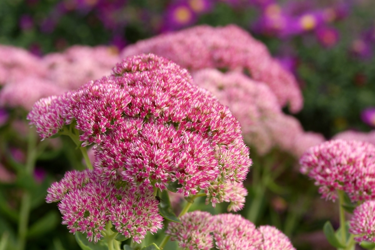 5 plantes qui poussent sans entretien et peu exigeantes en eau