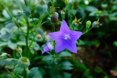 5 variétés de fleurs à planter en juin au jardin