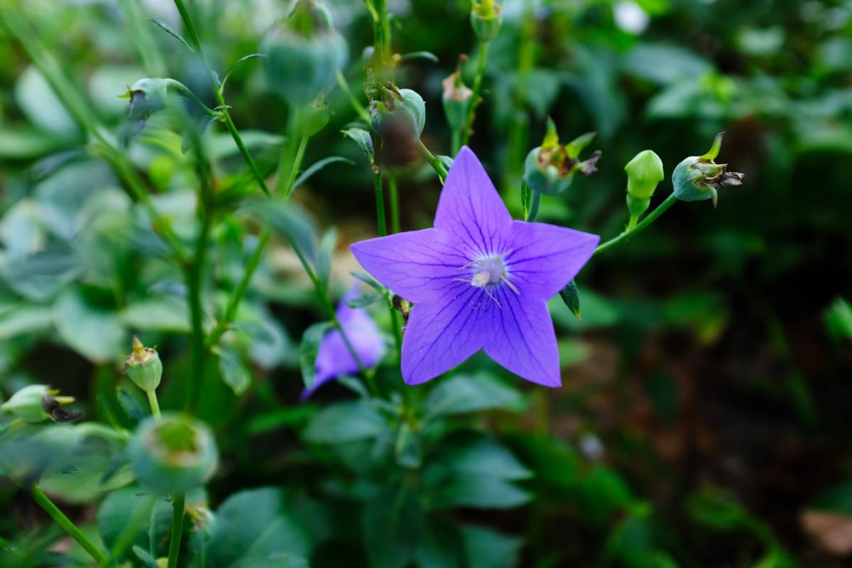 5 variétés de fleurs à planter en juin au jardin