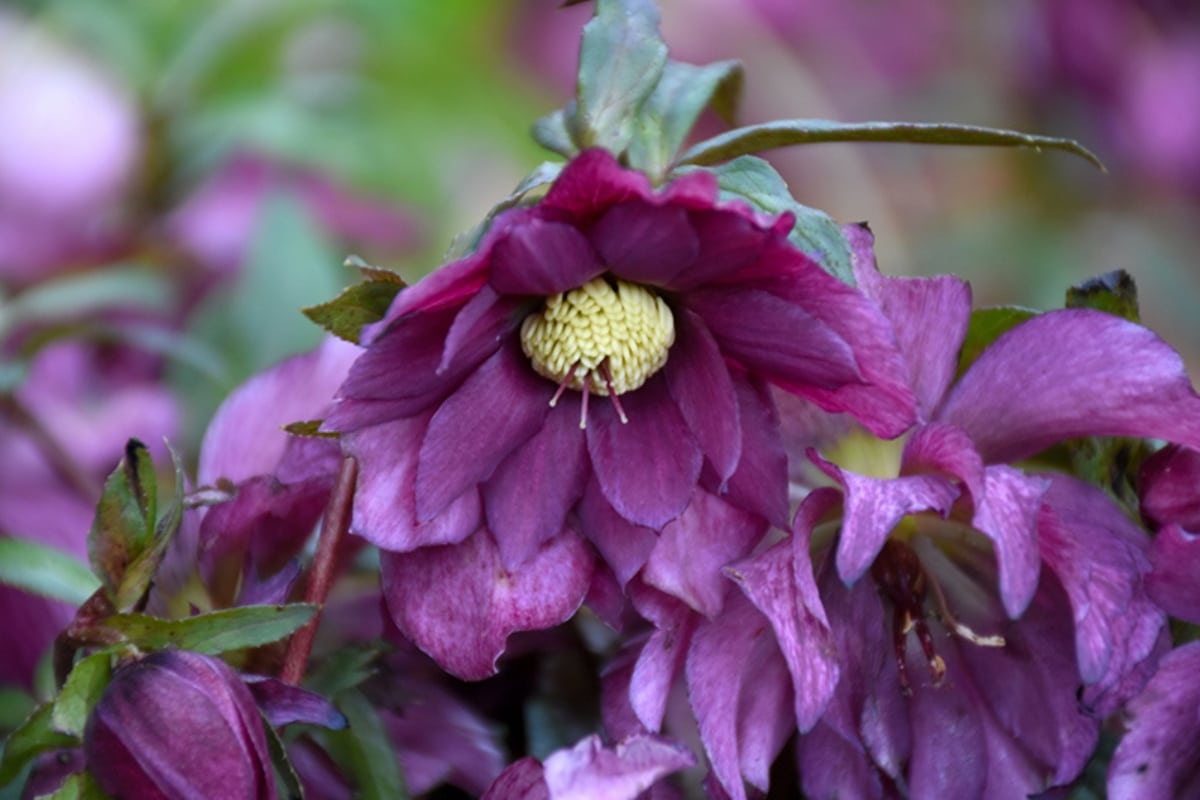 5 variétés d'hellébores à semer en juin pour un jardin fleuri et coloré